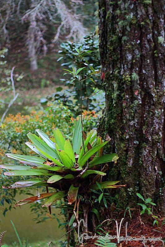 Posada Montana Del Quetzal Cobán Exteriér fotografie